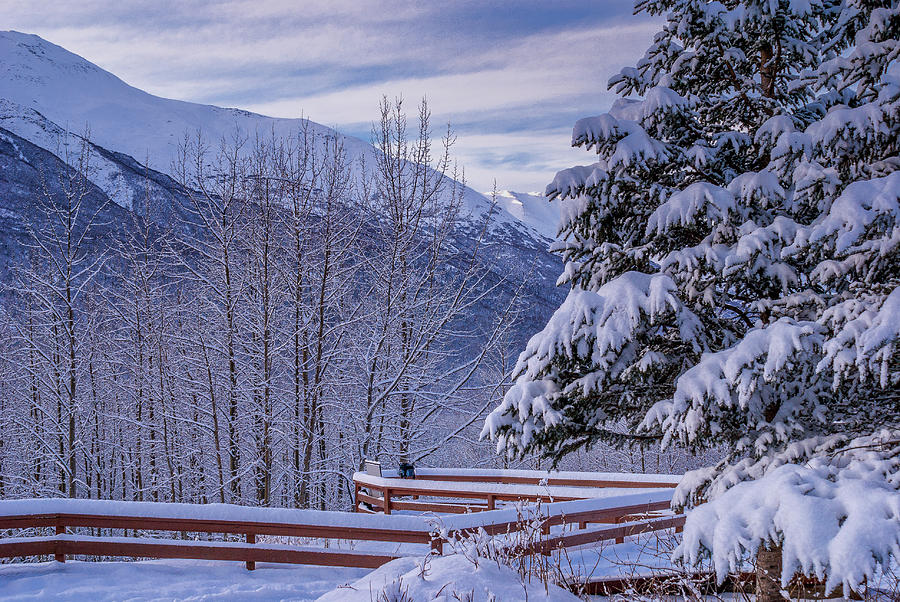 Alaskan Winter Snow Photograph by Donald Pash