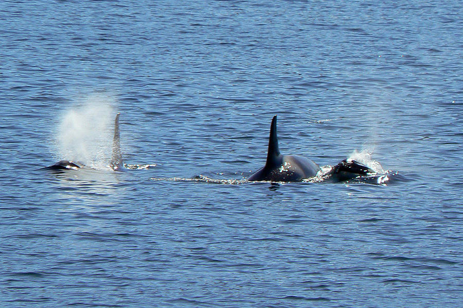 Alaska.Orcas Photograph by Sergey and Svetlana Nassyrov