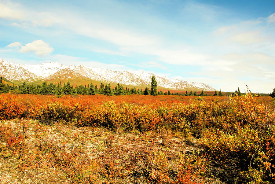 Fall Photograph - Alaskas Amazing Beauty by Phyllis Taylor