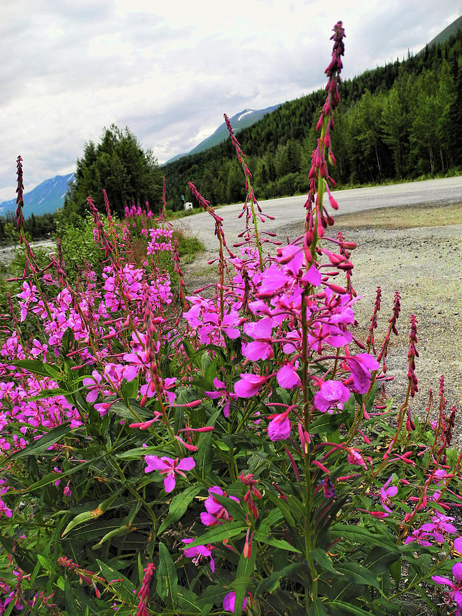 Summer Photograph - Alaskas Beautiful Fireweed by Phyllis Taylor