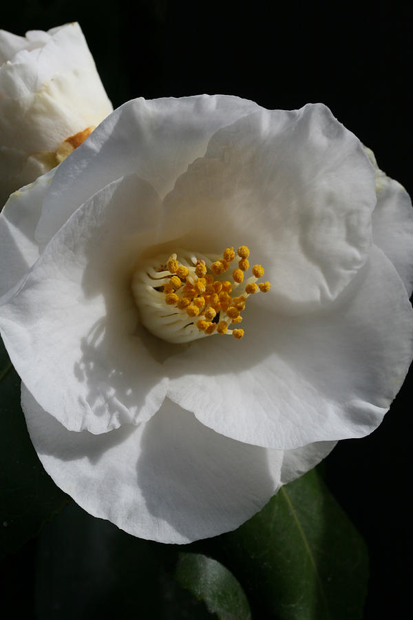 Alba Simplex Camellia Photograph by Tammy Pool