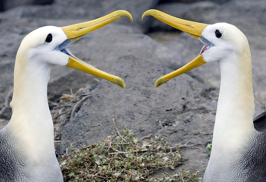Albatross Courtship Photograph by Max Waugh