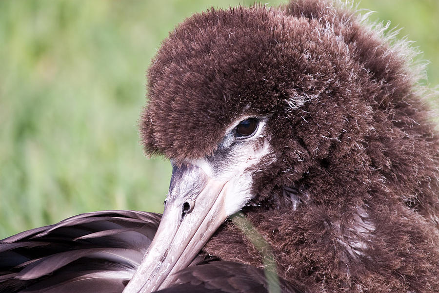 Albatross Photograph by Dean Farrell