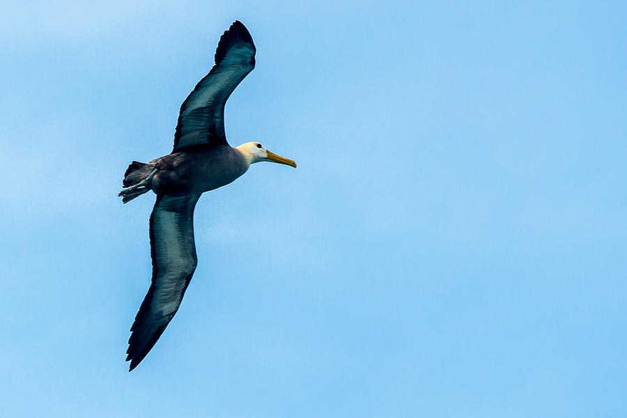 Albatross in Flight Photograph by Harry Strharsky