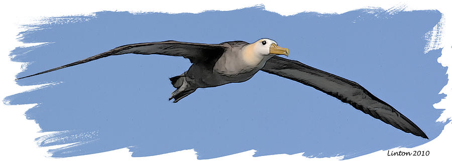 Albatross Digital Art by Larry Linton