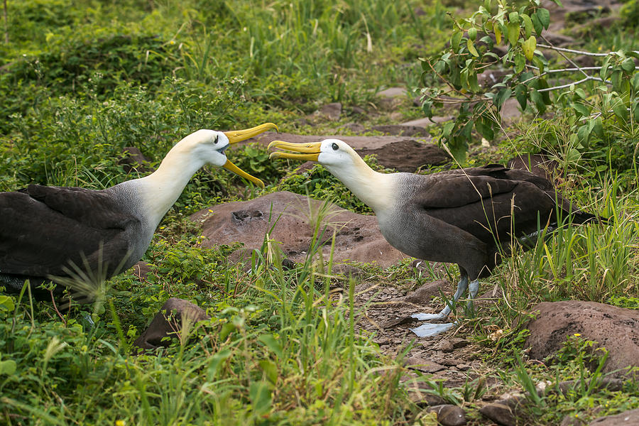Albatross Mating Dance Photograph by Harry Strharsky