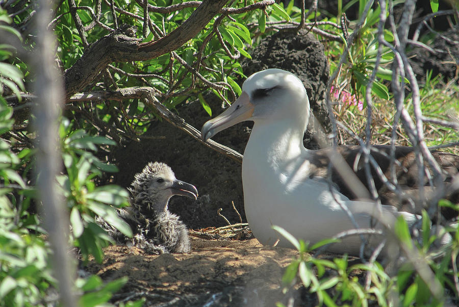 Albatross Photograph - Albatross Mom and Baby by Megan Martens