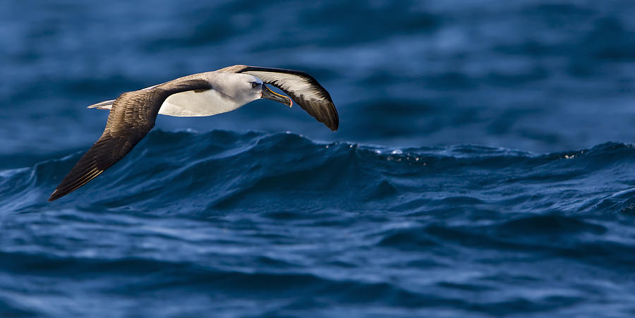 Bird Photograph - Albatross of the Deep Blue by Basie Van Zyl