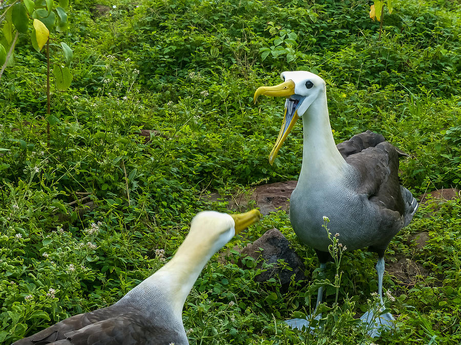 Albatross Scold Photograph by Harry Strharsky