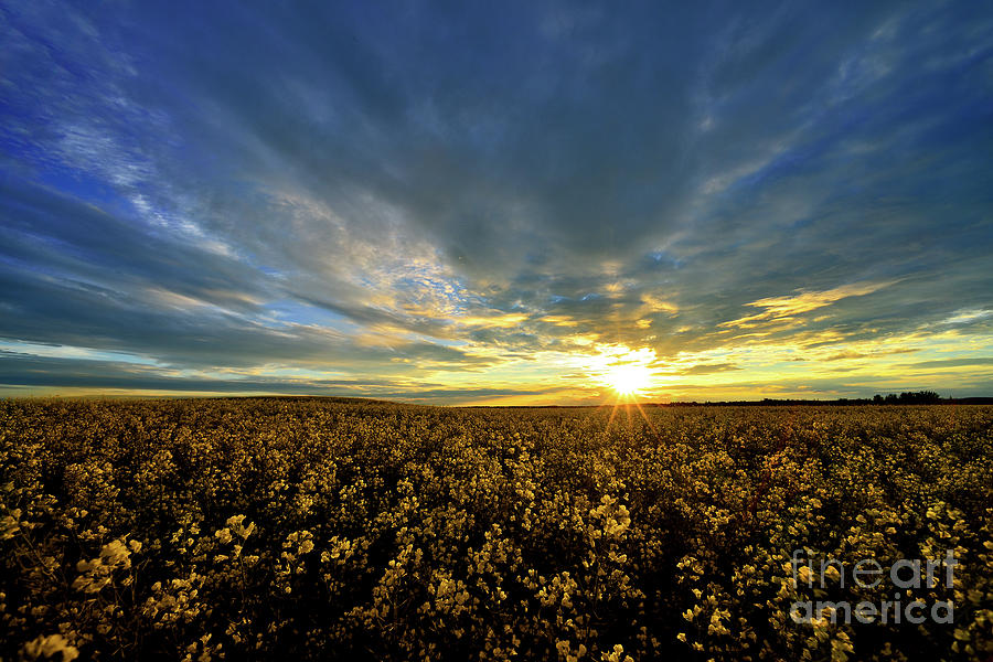 Alberta Canola Field At Sunset Photograph by Terry Elniski