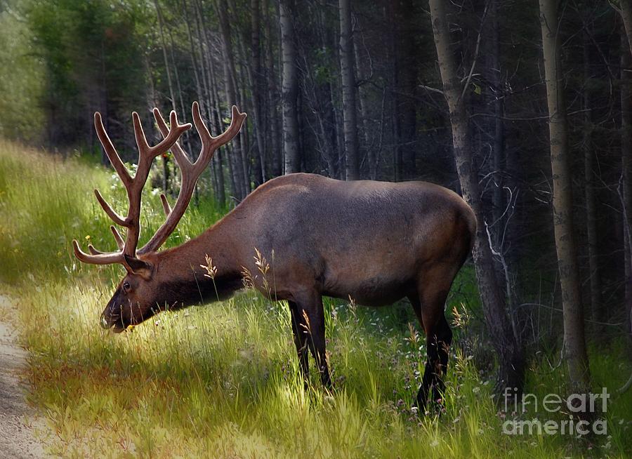 Alberta Elk  Photograph by Elaine Manley