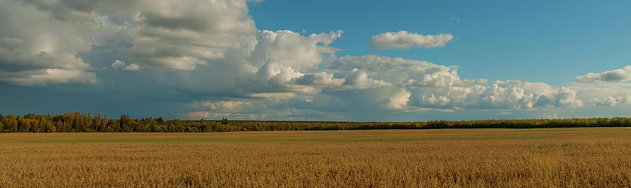 Alberta Oat Field Photograph by David Drew