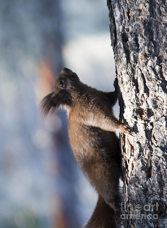 Alberts Squirrel Photograph