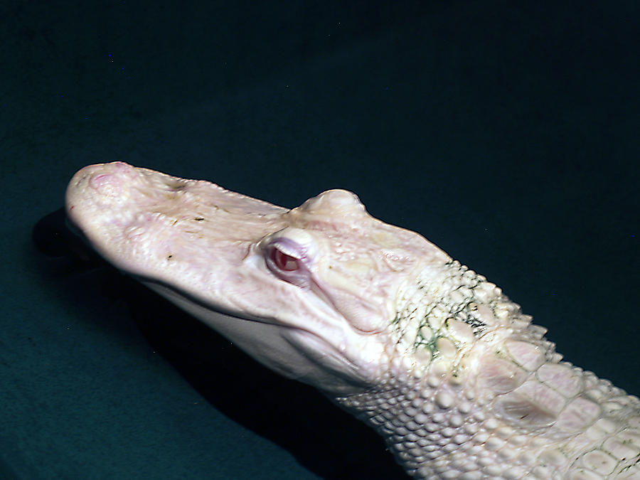 Albino Alligator  Photograph by Bob Johnson