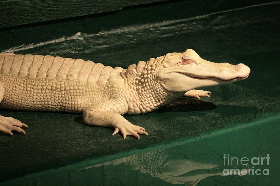 Albino Alligator Photograph by Robert Wilder Jr