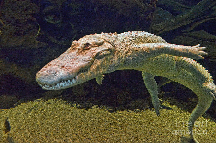 Alligator Photograph - Albino Alligator Swimming Underwater by Jim Fitzpatrick