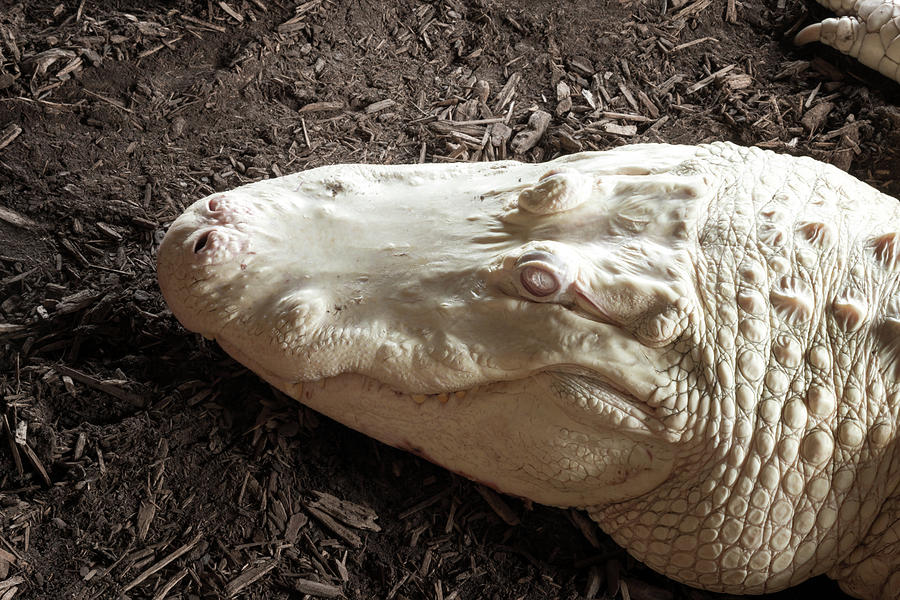 Albino Alligator Photograph by Travis Rogers