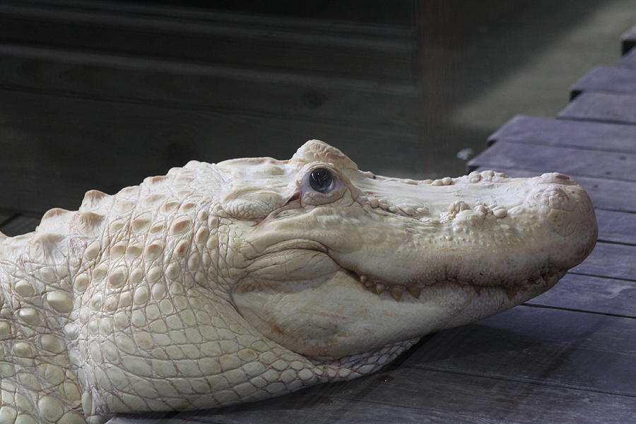 Albino Gator Photograph by Jeanne Andrews