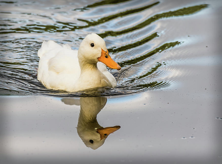 Albino Mallard by Will Bailey Albino Mallard by Will Bailey