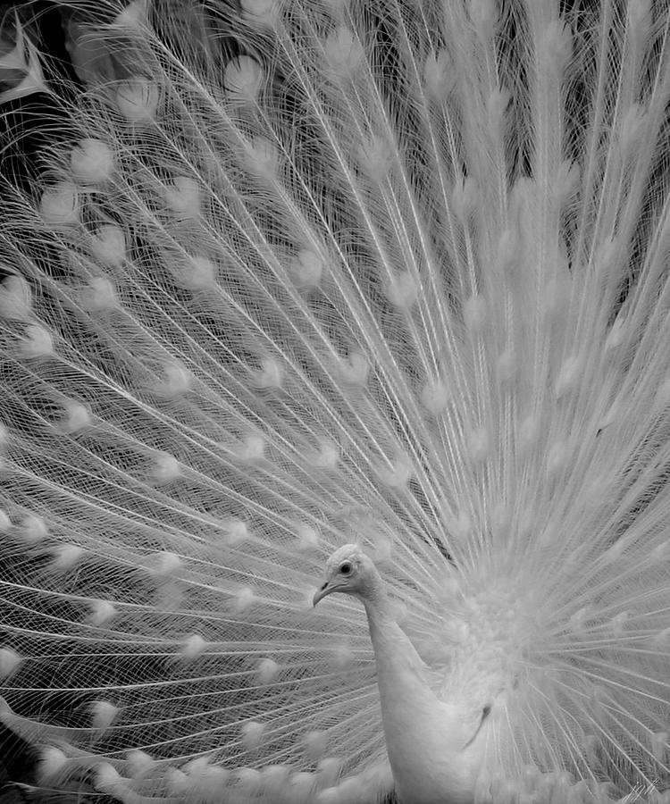 Albino Peacock in Black and White Photograph by Joseph G Holland