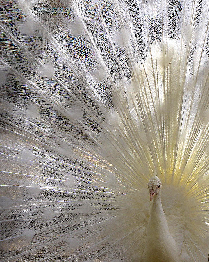 A Leucistic Peacock Photograph by Lori Lafargue
