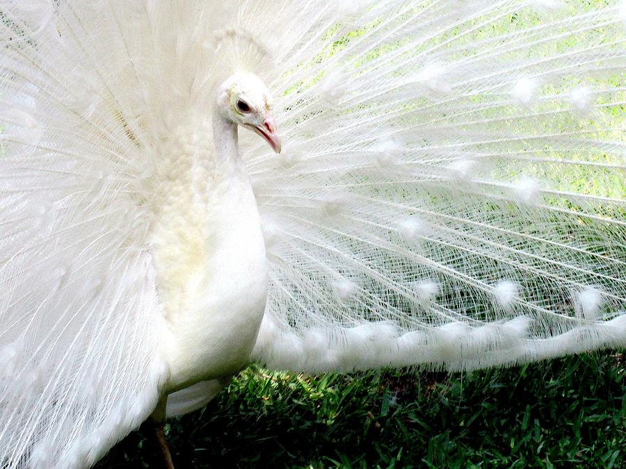 Albino Peacock Photograph Photograph by Kimberly Walker