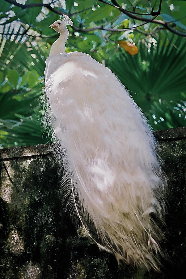 The Great  White Albino Peacock Photograph by William T Templeton