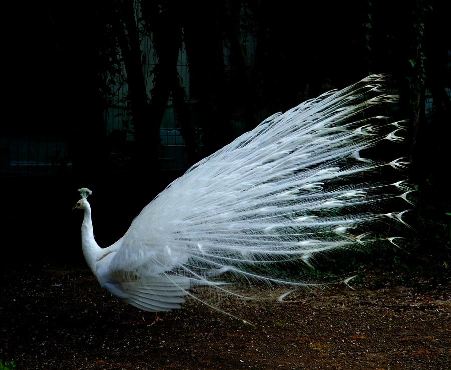 Albino Peacock Photograph by Yvonne Ayoub
