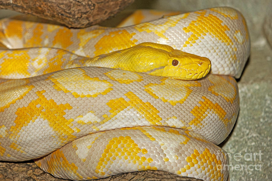 Albino Reticulated Python Photograph by Gerard Lacz