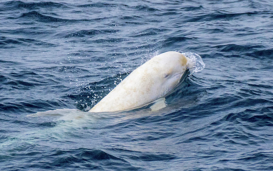 Albino Risso's Dolphin Calf, Monterey Bay Photograph by Randy Straka |  Pixels