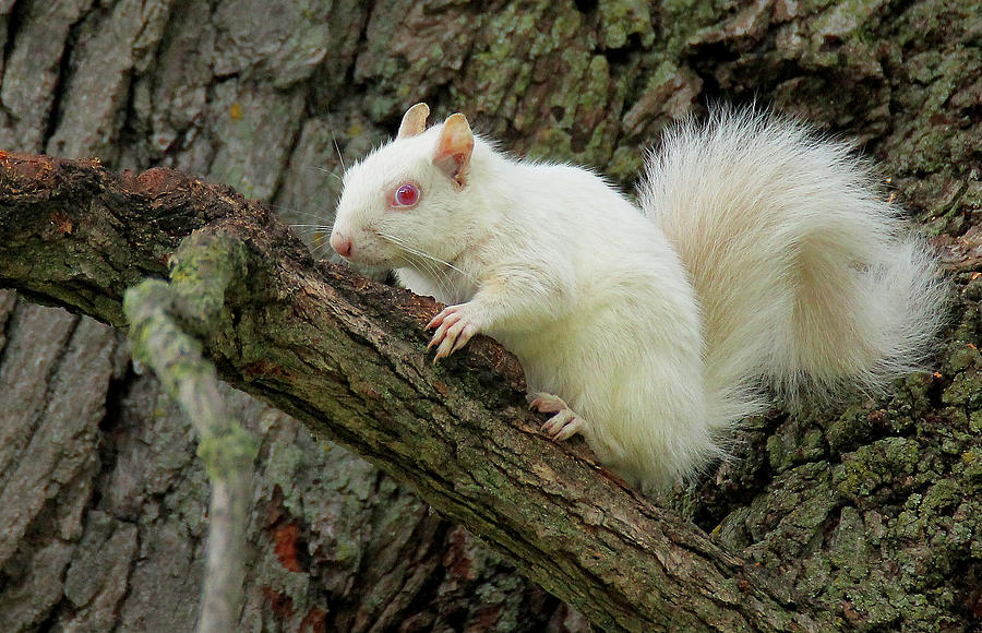 stuffed albino squirrel