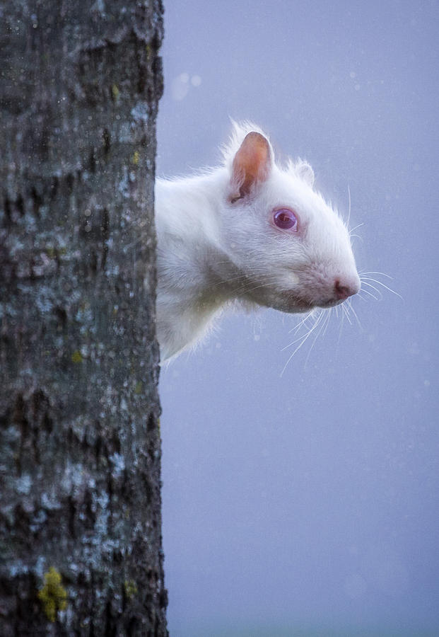 Albino Squirrel Photograph by Rikk Flohr