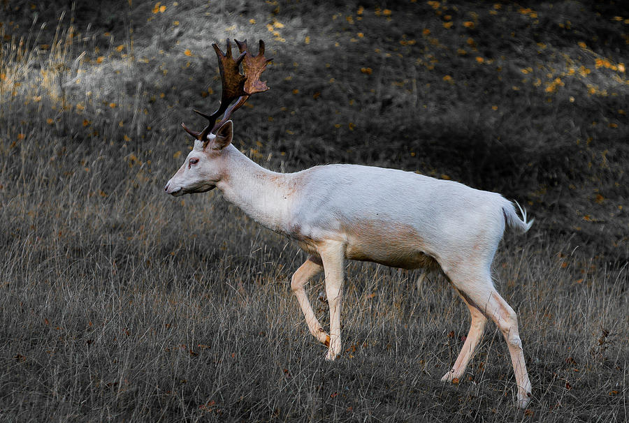 Fallow Photograph - Albino Stag by Nigel Jones Fallow Photograph - Albino Stag by Nigel Jones