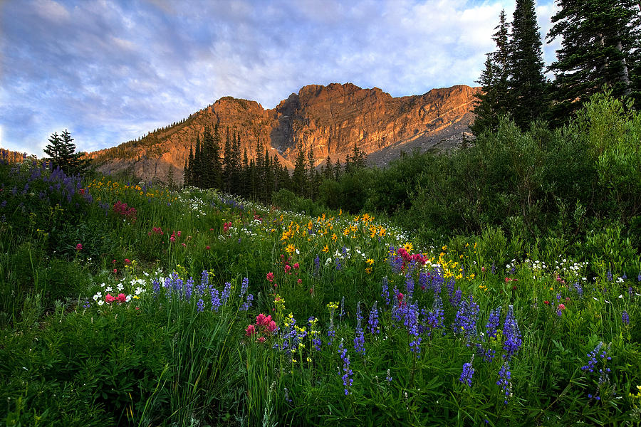 Albion Basin Photograph by Ryan Smith