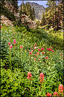 Albion Basin Photograph by Douglas Pulsipher
