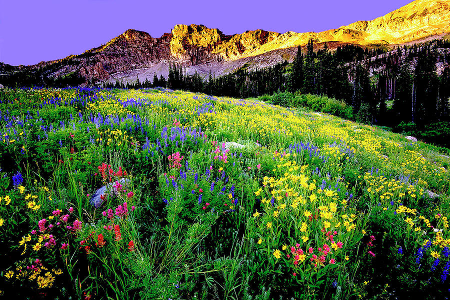 Landscape Photograph - Albion Meadows by Norman Hall Landscape Photograph - Albion Meadows by Norman Hall