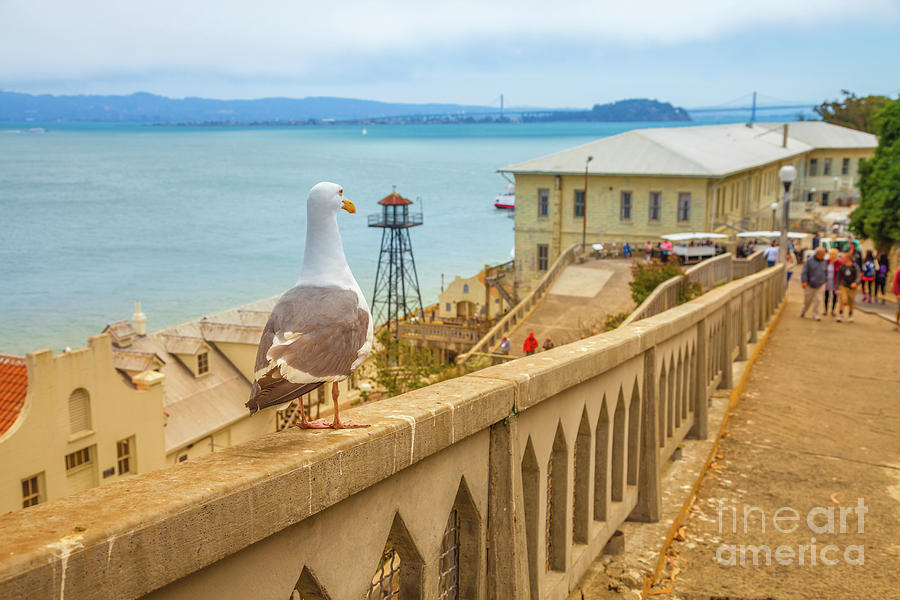 Alcatraz San Francisco Photograph by Benny Marty