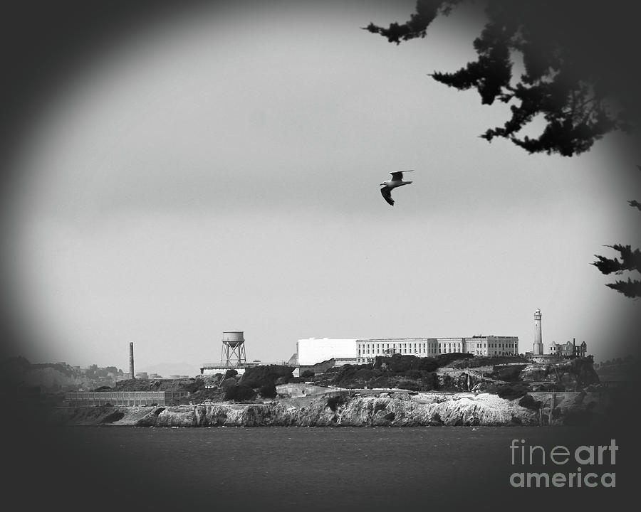 Alcatraz with Bird Photograph by Cheryl Del Toro
