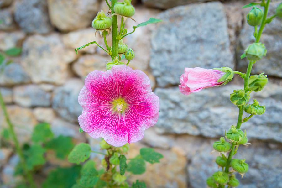 Alcea Rosea Is Known As Common Hollyhock Photograph by ...