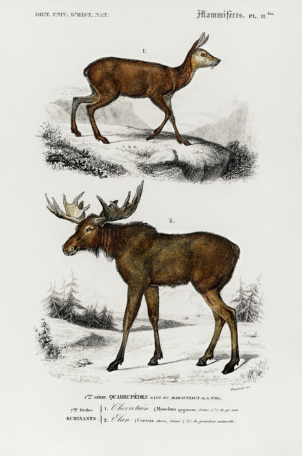 Alces alces and Moschus illustrated by Charles Dessalines Painting by Vincent Monozlay