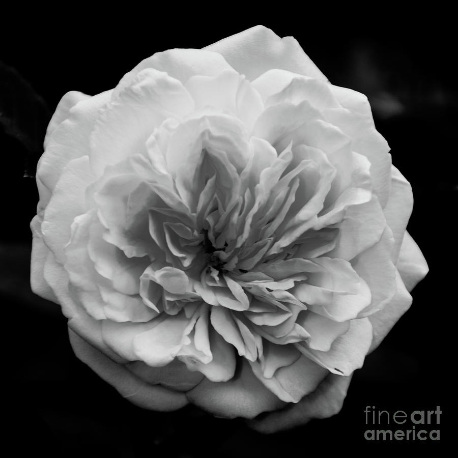 Alchymist Rose Black and White Nature / Floral Photograph Photograph by PIPA Fine Art - Simply Solid