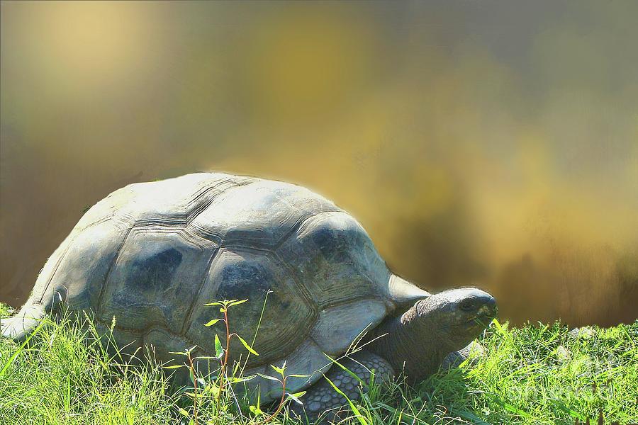 Aldabra Giant Tortoise  Photograph by Janette Boyd
