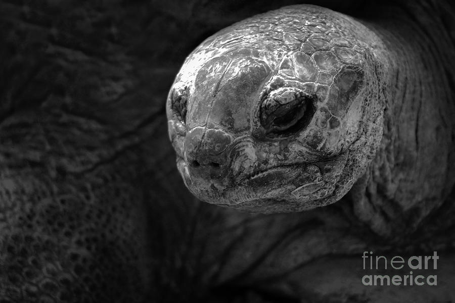 Aldabra Giant Tortoise Photograph by MSVRVisual Rawshutterbug - Fine ...