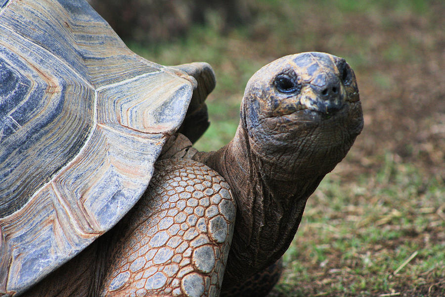 Aldabra Giant Tortoise Portrait Photograph by Selena Lorraine - Fine ...