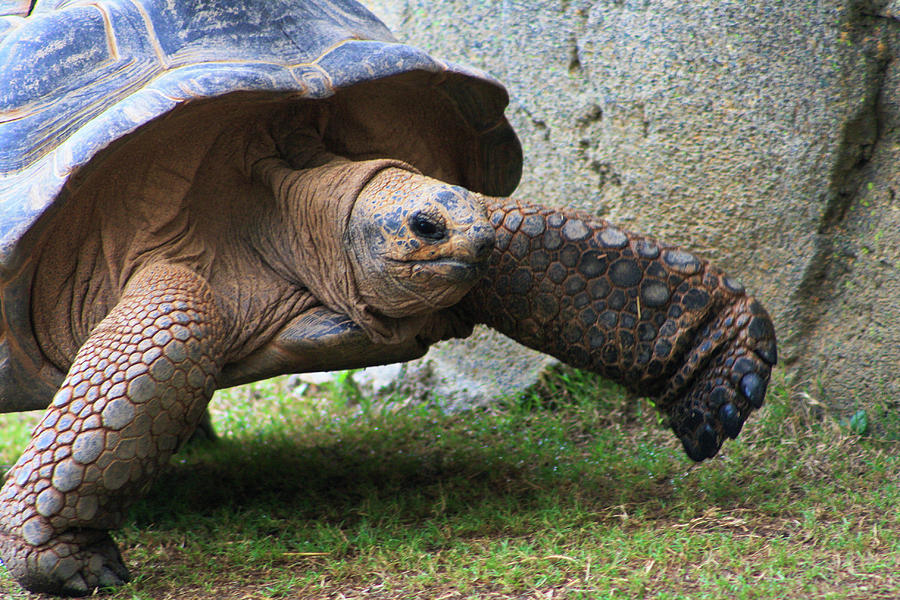 Aldabra Giant Tortoise Stomp Photograph by Selena Lorraine | Fine Art ...