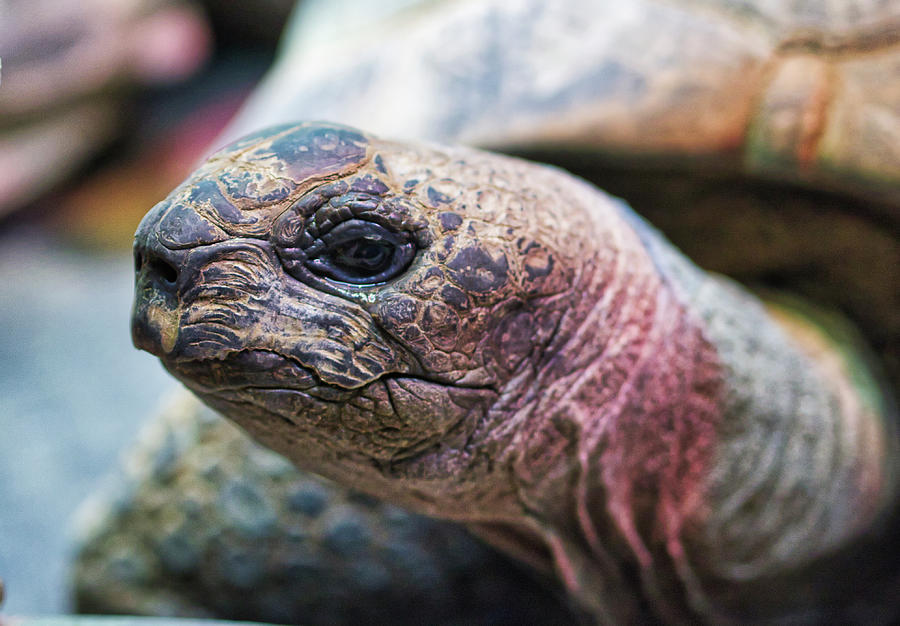 Aldabra Tortoise - Madison Zoo Photograph by Steven Ralser