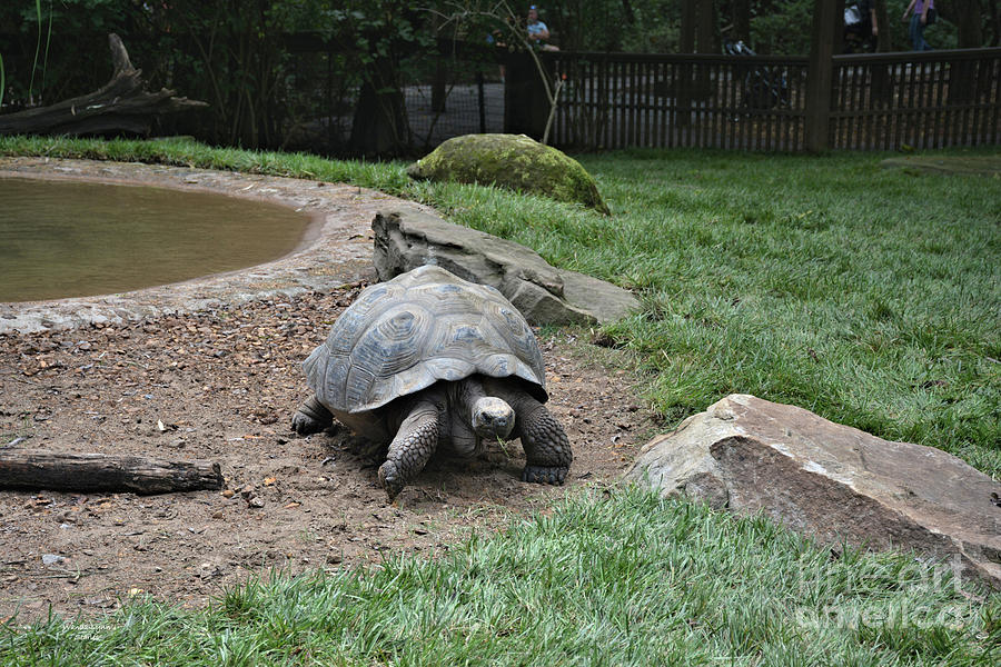 Turtle Photograph - Aldabra Tortoise by Wanda-Lynn Searles