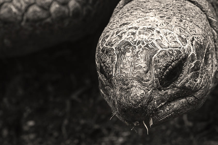 Turtle Photograph - Aldabra tortoises by Andrew Emery
