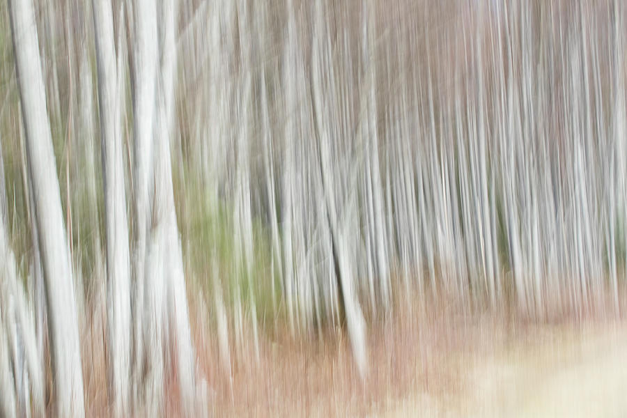 Alder Tree Abstract Photograph by Peggy Collins