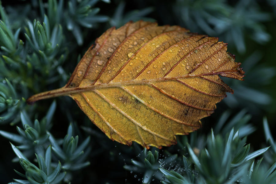 Alder Leaf Photograph by Robert Potts